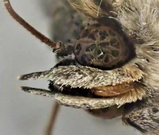 Prorocopis euxantha