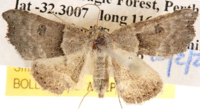 Sophta hapalopis
