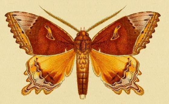 Pterocyclophora huntei