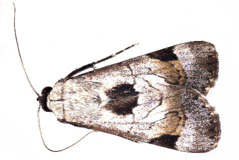 Audea irioleuca