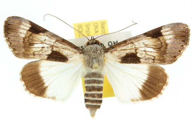 Audea irioleuca
