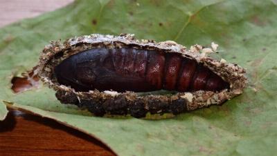 Nagia linteola