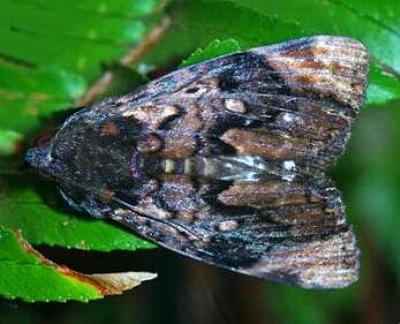 Nagia linteola