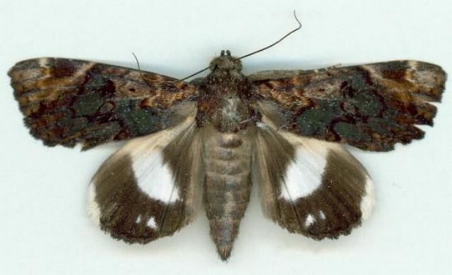 Nagia linteola