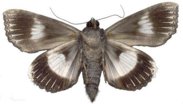 Nagia linteola