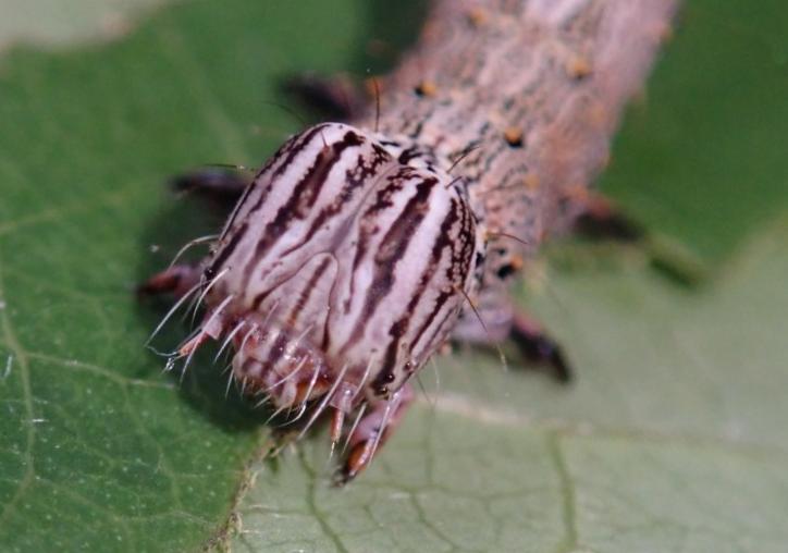 Nagia linteola