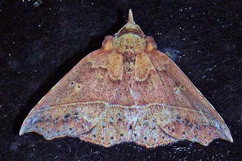 Diplothecta loxomita