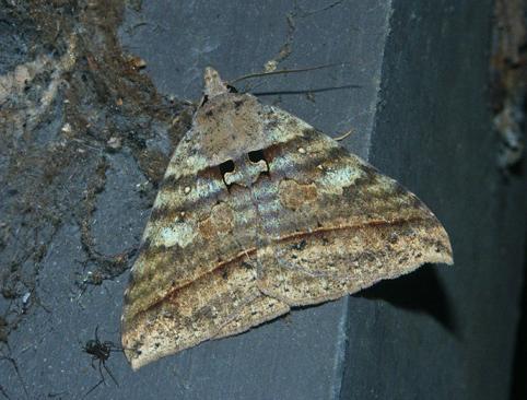 Polydesmiola meekii