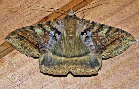 Polydesmiola meekii
