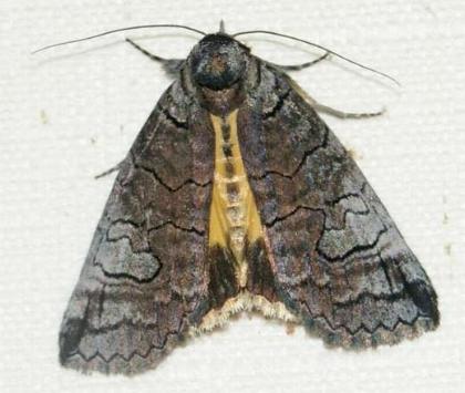 Prorocopis melanochorda
