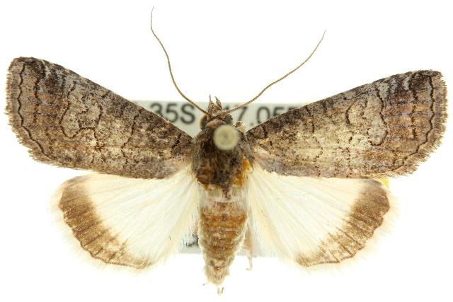 Prorocopis melanochorda