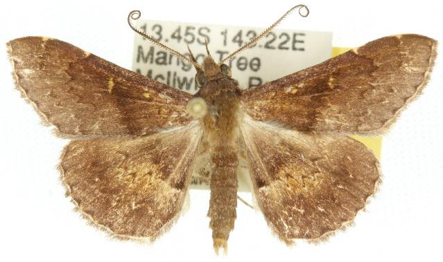 Stenocarsia metaplatys