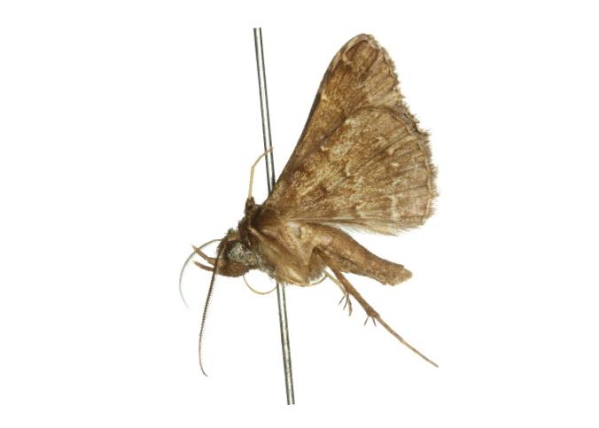 Stenocarsia metaplatys