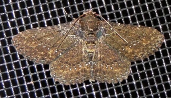 Veia microsticta