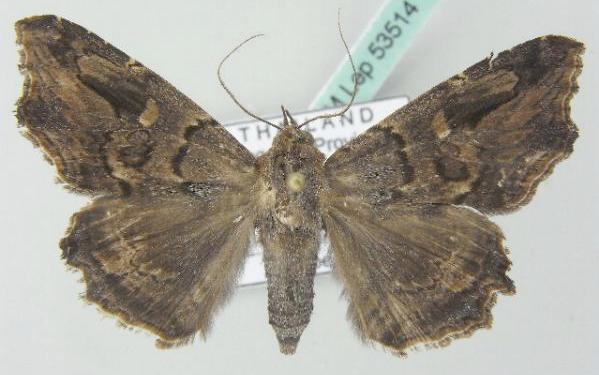 Lacera noctilio