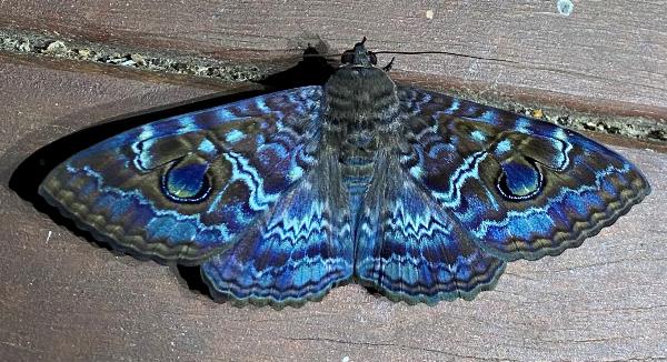 Speiredonia obscura