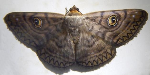 Niguza oculita