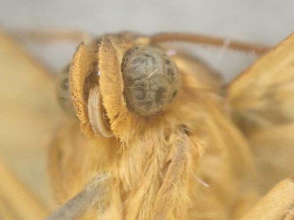 Niguza oculita