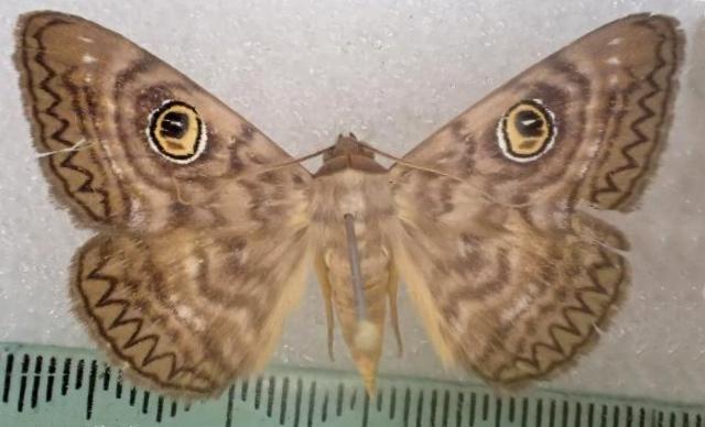 Niguza oculita