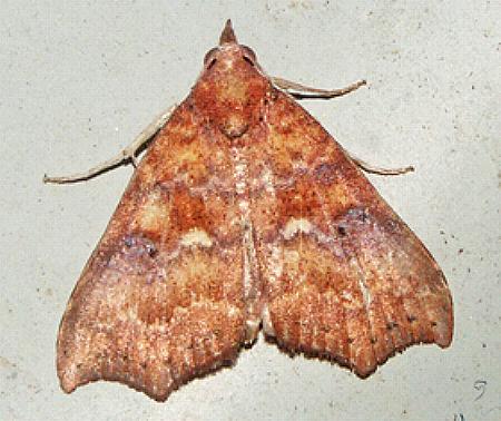 Axiocteta oenoplex