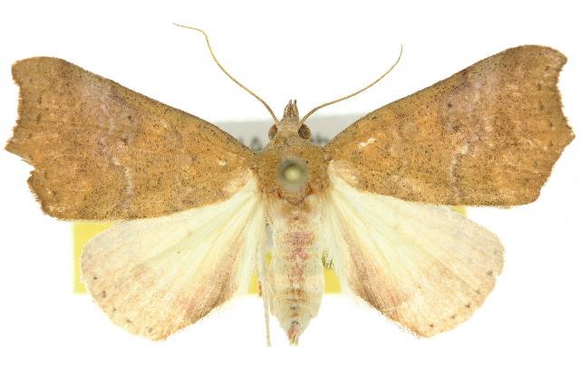 Axiocteta oenoplex