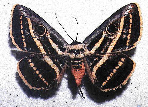 Donuca orbigera