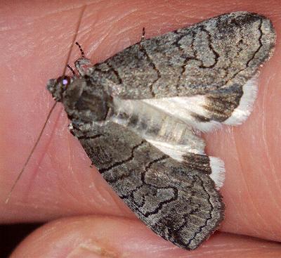 Crypsiprora orthogramma