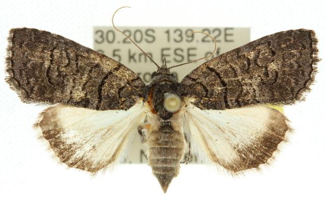 Crypsiprora orthogramma
