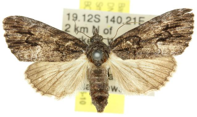 Crysiprora oxymetopa