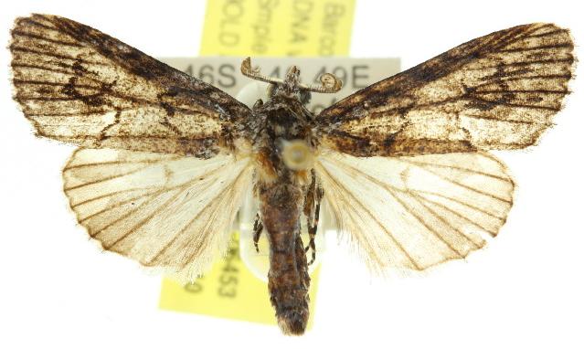 Crysiprora oxymetopa