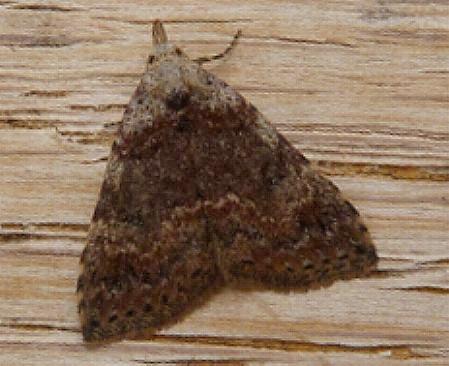 Alapadna pauropis