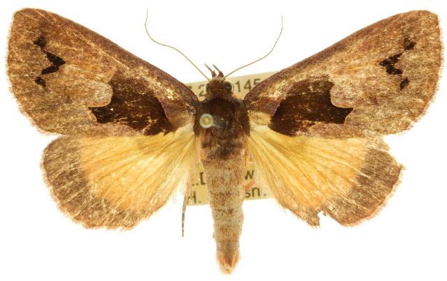 Agamana pergrata