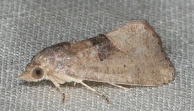 Neogabara plagiola