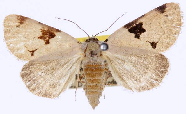 Plecoptera plinthochroa