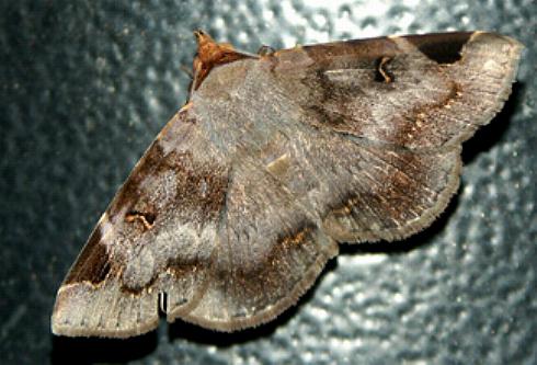 Mecodina praecipua