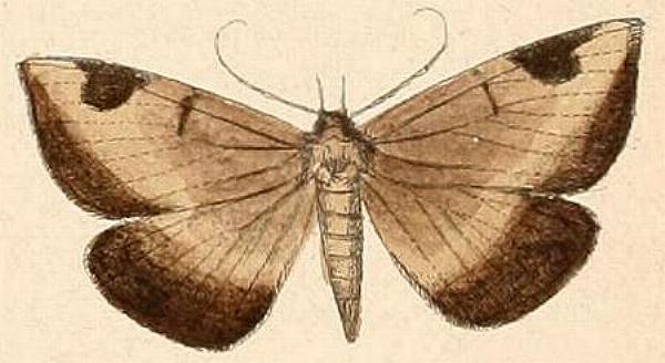Mecodina praecipua