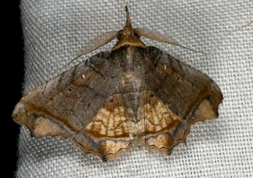 Avirostrum pratti