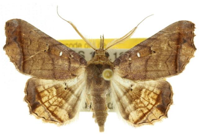 Avirostrum pratti
