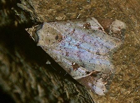 Conosema pratti