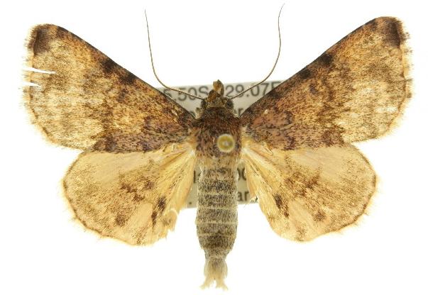 Lophozancla prolixa
