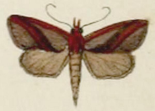 Arsacia rectalis