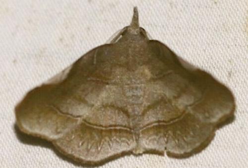 Orthozancla rhythmotypa