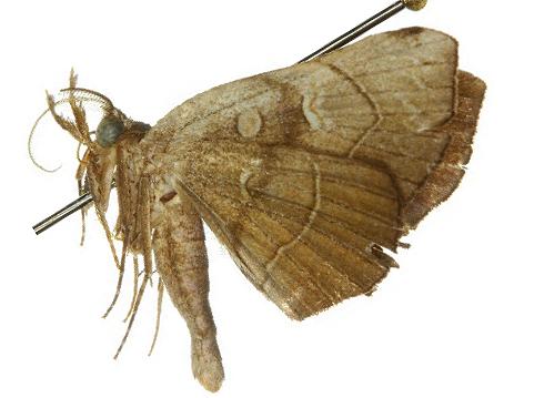 Orthozancla rhythmotypa
