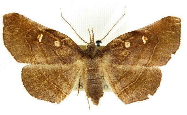 Orthozancla rhythmotypa