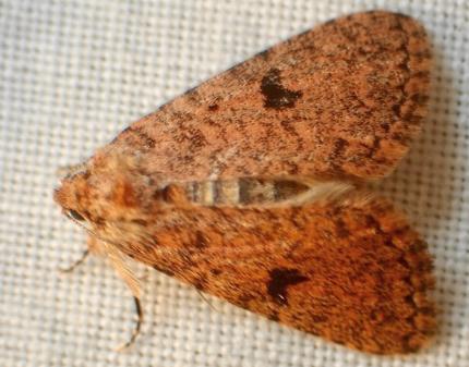 Ecphysis robiginosa