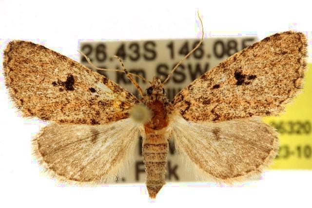 Ecphysis robiginosa
