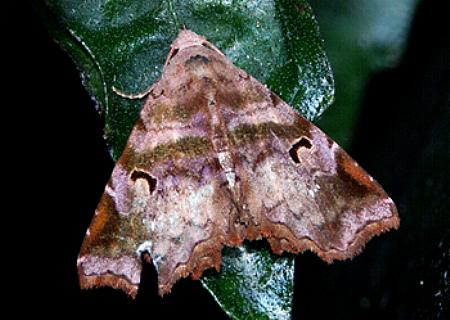 Aroana rubra