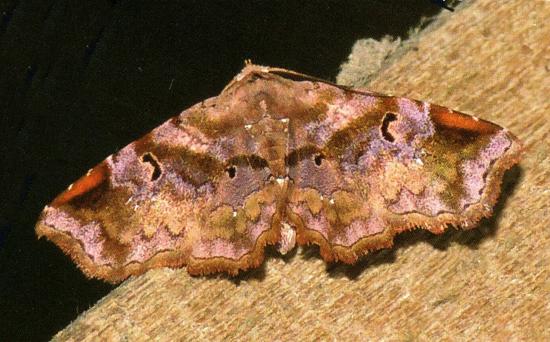 Aroana rubra