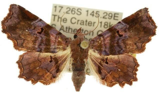 Aroana rubra