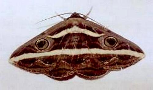 Donuca rubropicta
